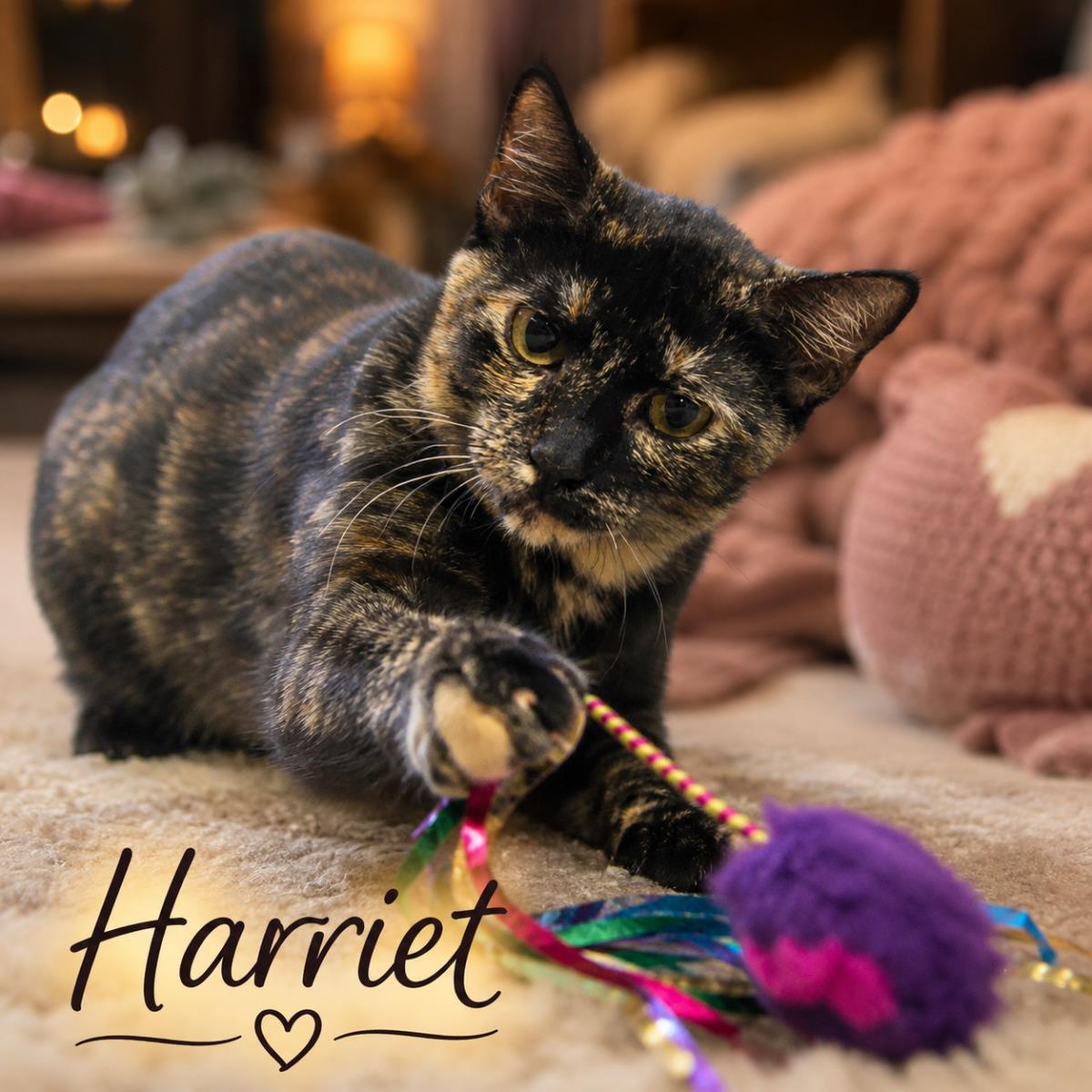 Harriet, Adoptable, Young Female Domestic Short Hair.