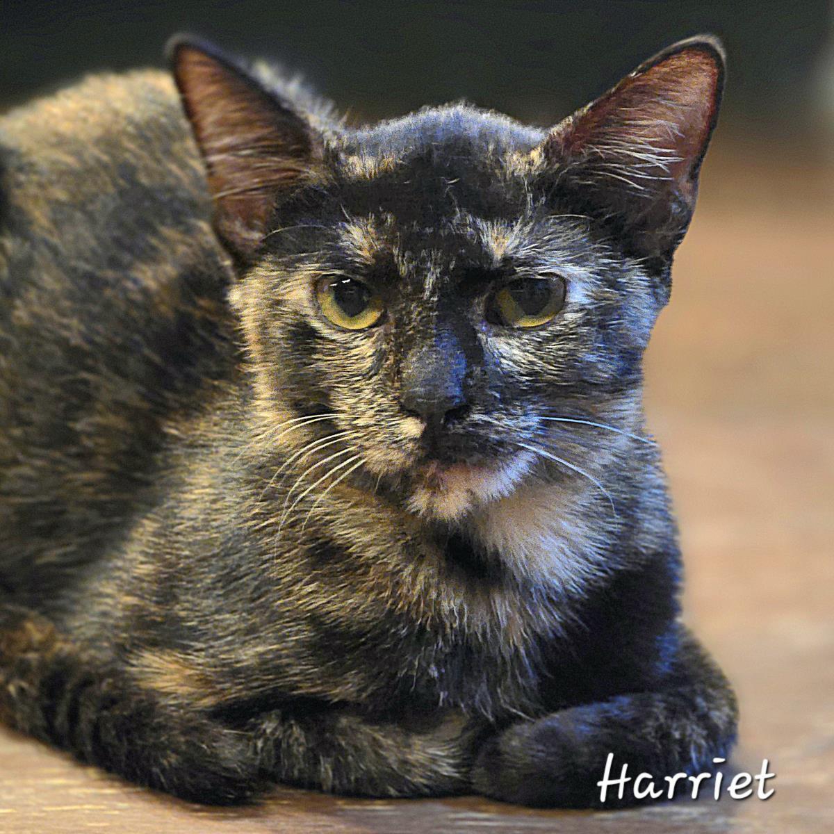 Harriet, a Adoptable mixed breed in St. Augustine, FL image 2/4