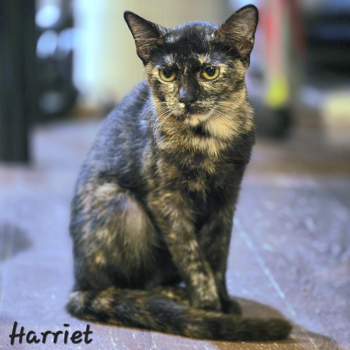 Harriet, a Adoptable mixed breed in St. Augustine, FL image 2/2
