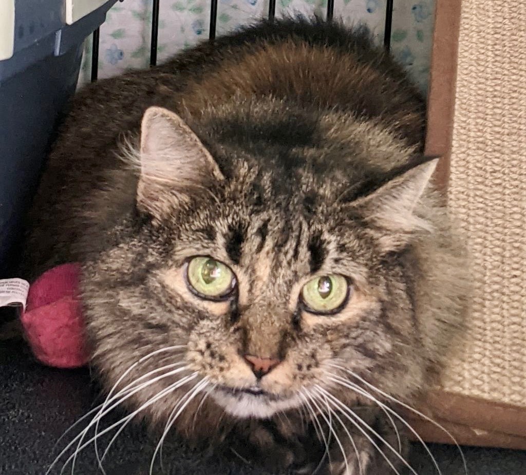 Enlarge Mimi, a Adoptable mixed breed in Hasbrouck Heights, NJ image 1/6