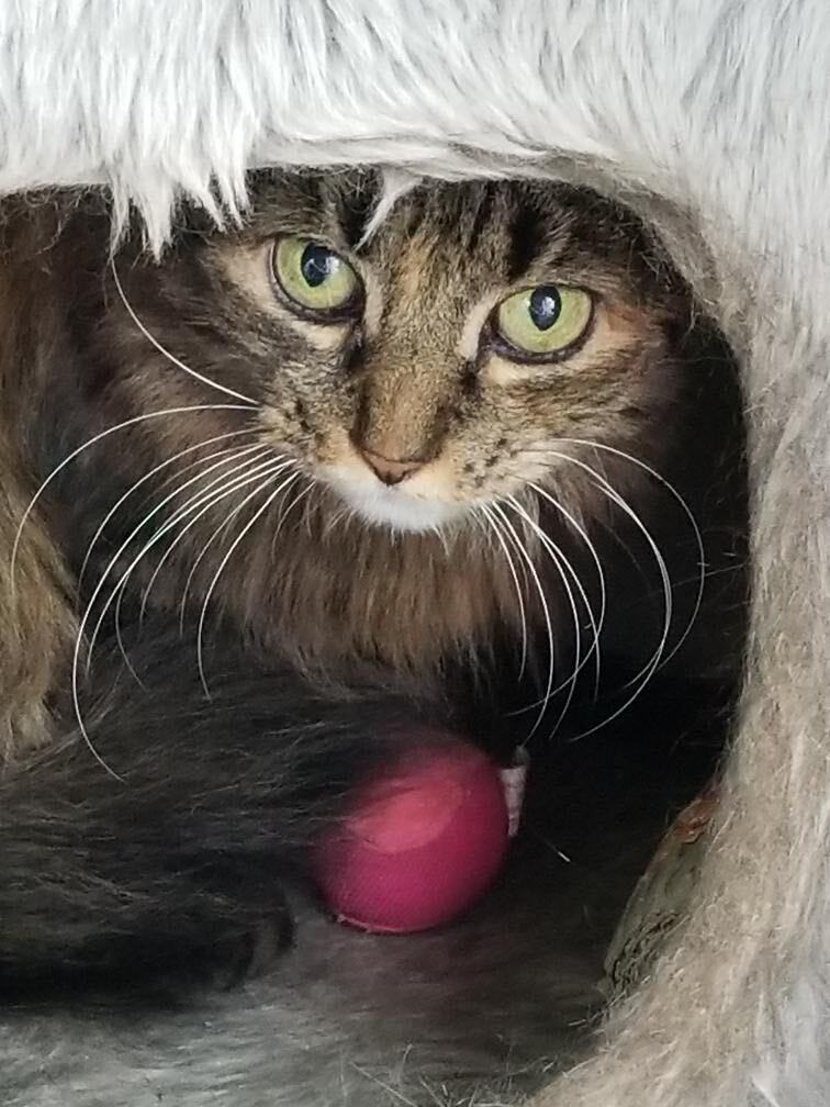 Enlarge Mimi, a Adoptable mixed breed in Hasbrouck Heights, NJ image 2/6