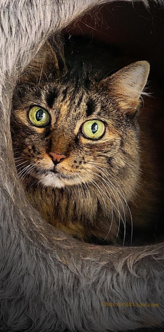 Enlarge Mimi, a Adoptable mixed breed in Hasbrouck Heights, NJ image 3/6