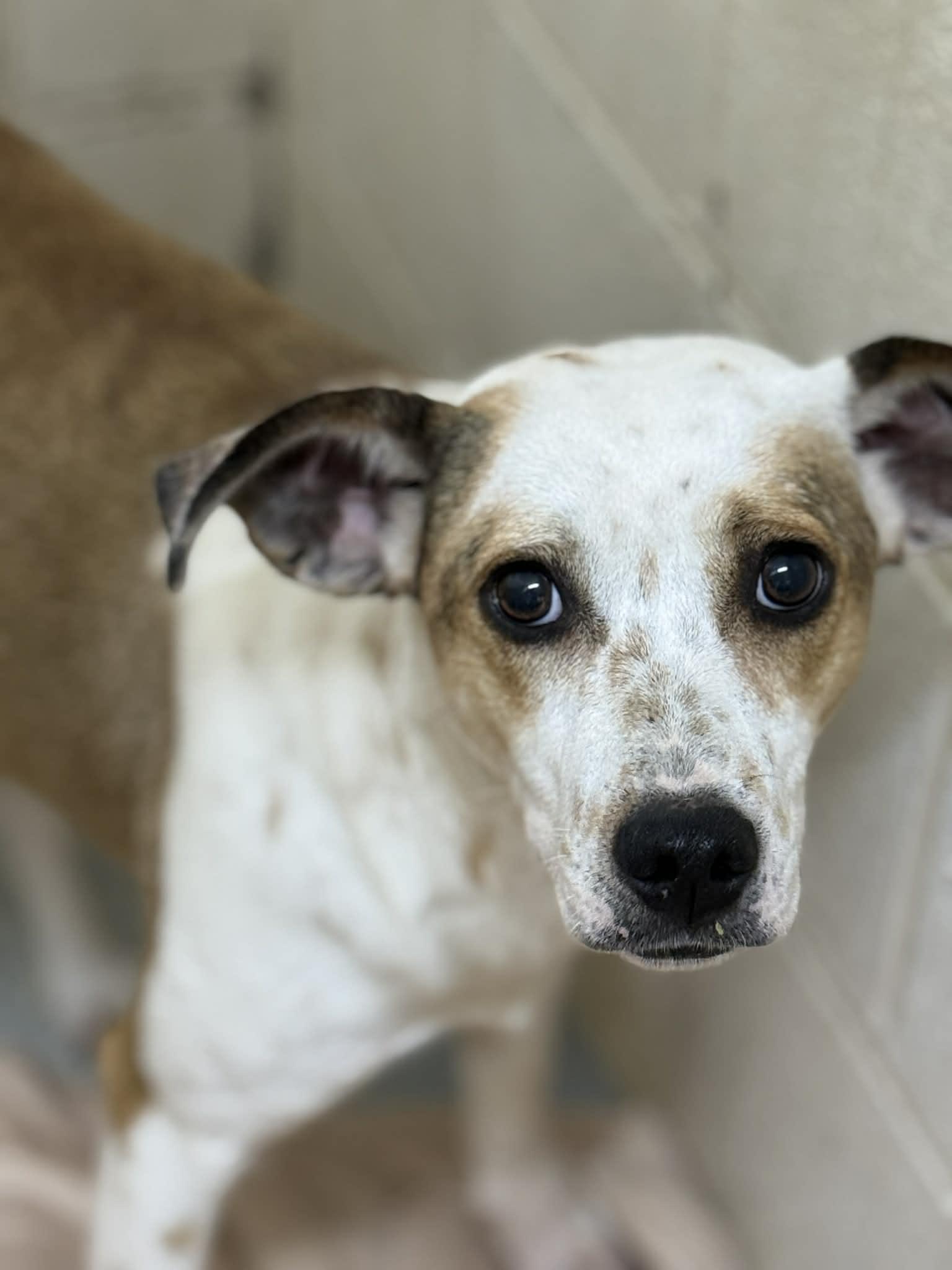 Enlarge Pretzel, a Adoptable mixed breed in Fayetteville, WV image 4/4