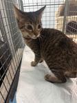 Enlarge Buck, a Adoptable Domestic Short Hair in Chico, CA image 1/1