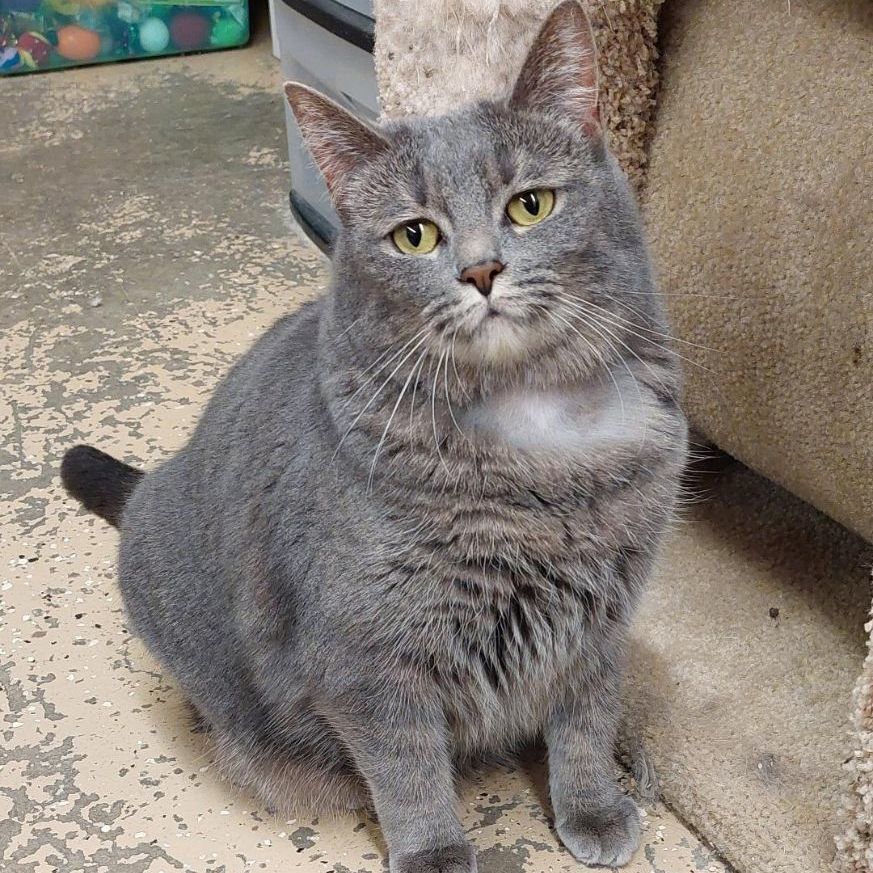 Bella, Adoptable, Adult Female Domestic Short Hair.