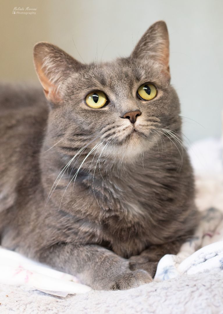 Bella, a Adoptable mixed breed in Saint Marys, PA image 2/4