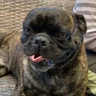 Mr. Handsome Frankie, Adoptable, Adult Male Pug.