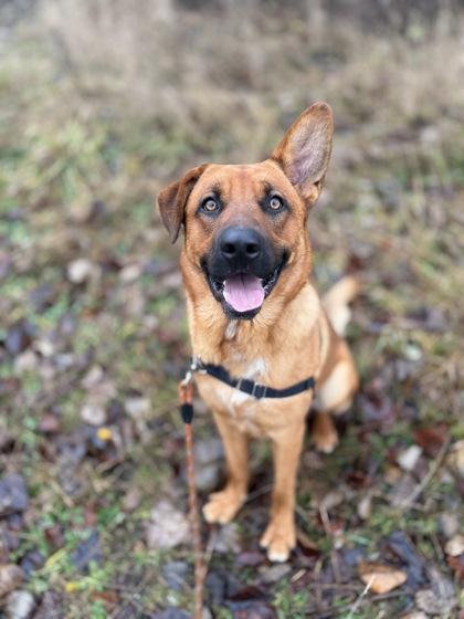 Hans IN FOSTER, a Adoptable mixed breed in Burlington, WA image 2/3