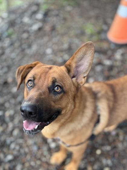 Hans IN FOSTER, a Adoptable mixed breed in Burlington, WA image 3/3