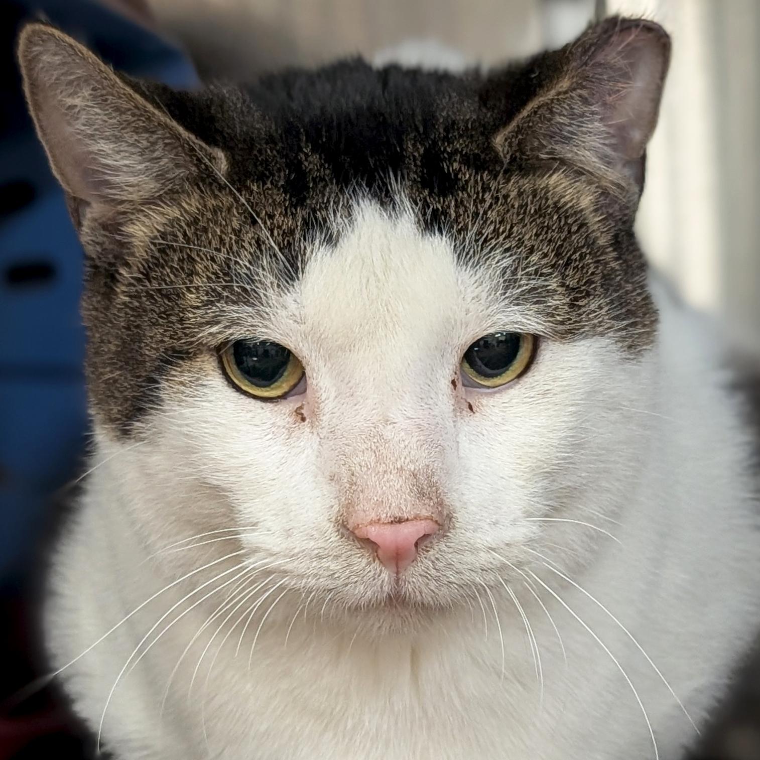 Enlarge Hills - Working Cat!, a ADOPTABLE Domestic Short Hair in Jefferson, WI image 1/2