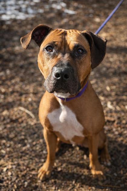 Enlarge Zelda, a Adoptable mixed breed in Wantagh, NY image 1/2