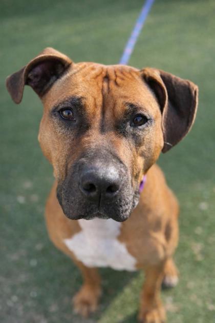 Enlarge Zelda, a Adoptable mixed breed in Wantagh, NY image 2/2