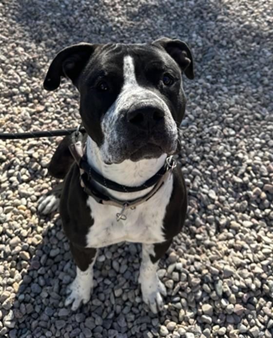 LUCKY, Adoptable, Young Male Pit Bull Terrier & Mixed Breed.