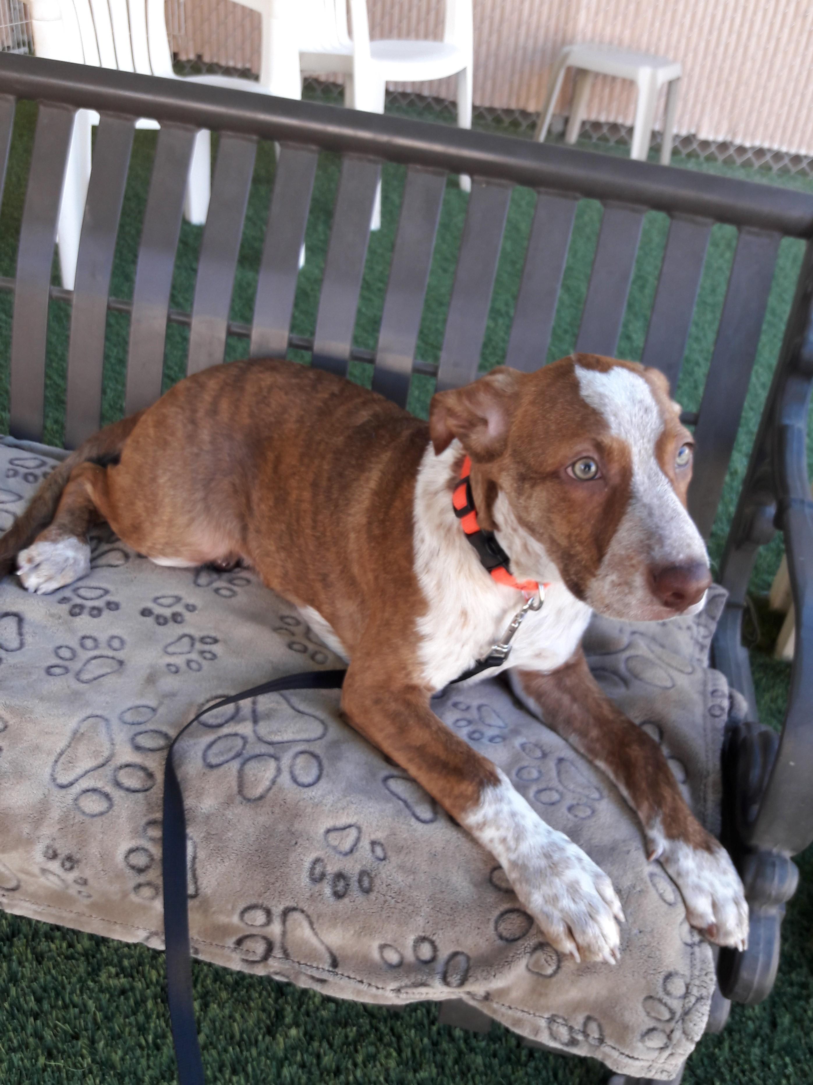 Enlarge Oso, a Adoptable mixed breed in Mesquite, NV image 2/4