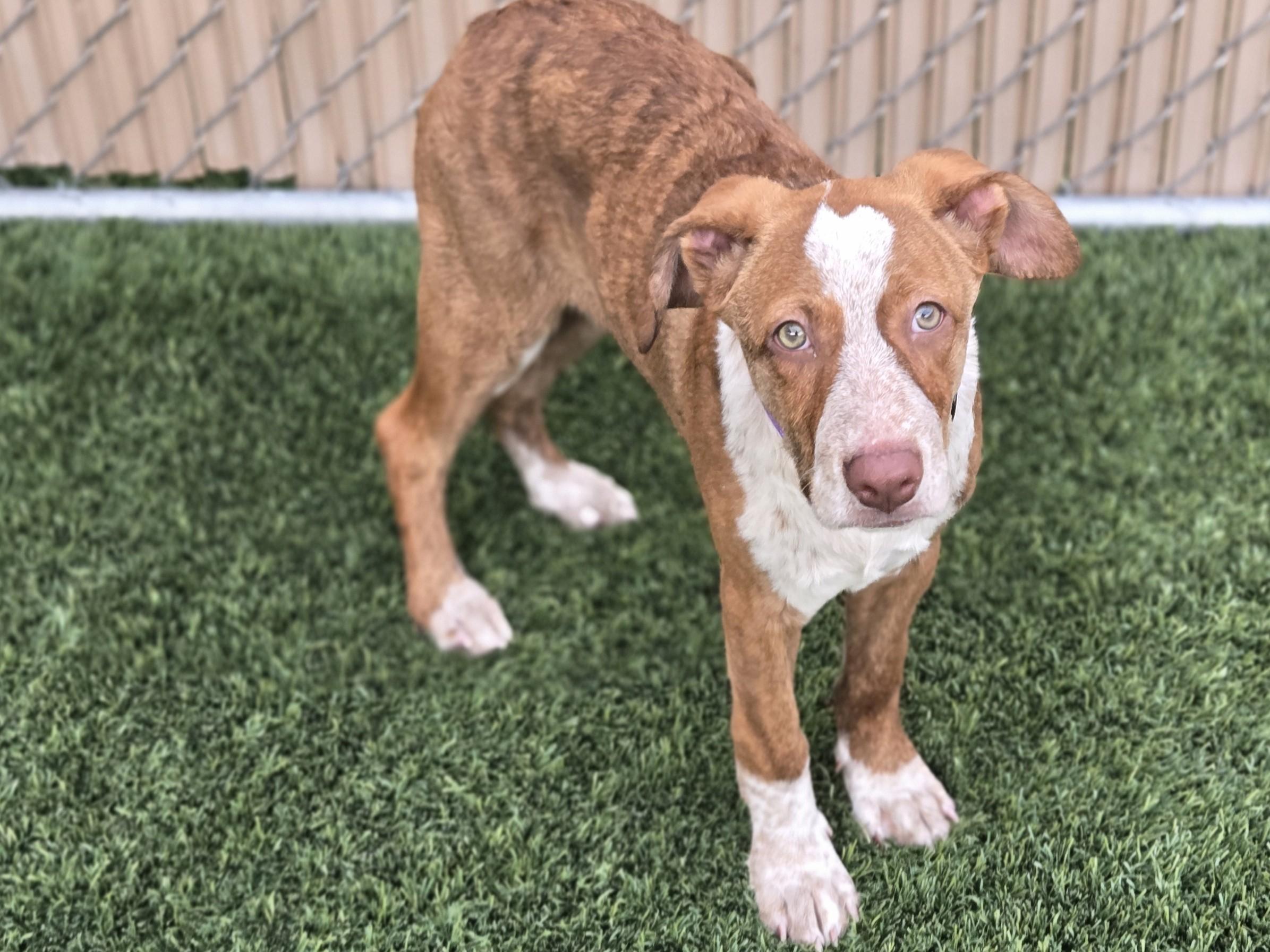 Enlarge Oso, a Adoptable mixed breed in Mesquite, NV image 4/4