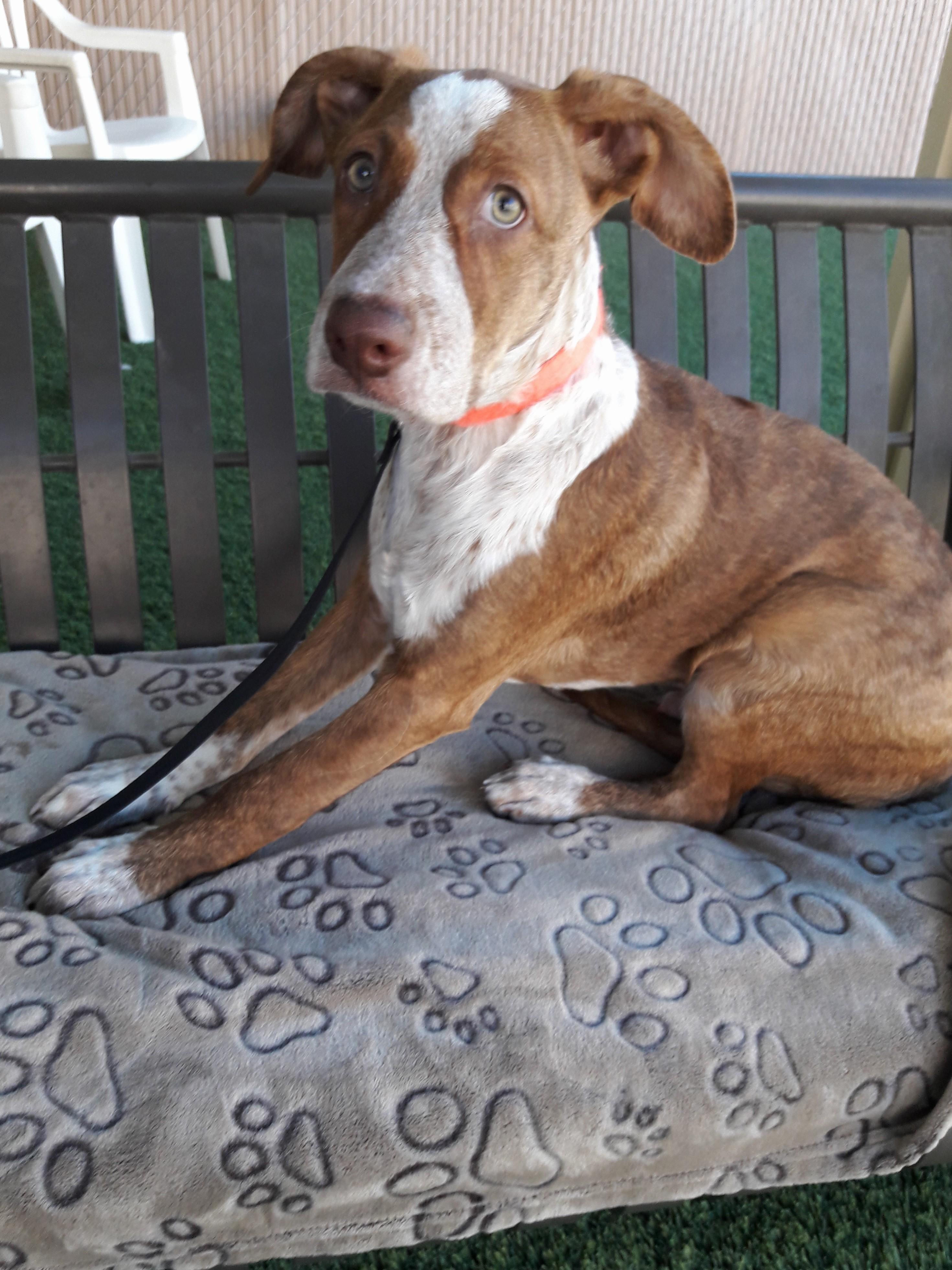 Enlarge Oso, a Adoptable mixed breed in Mesquite, NV image 1/4