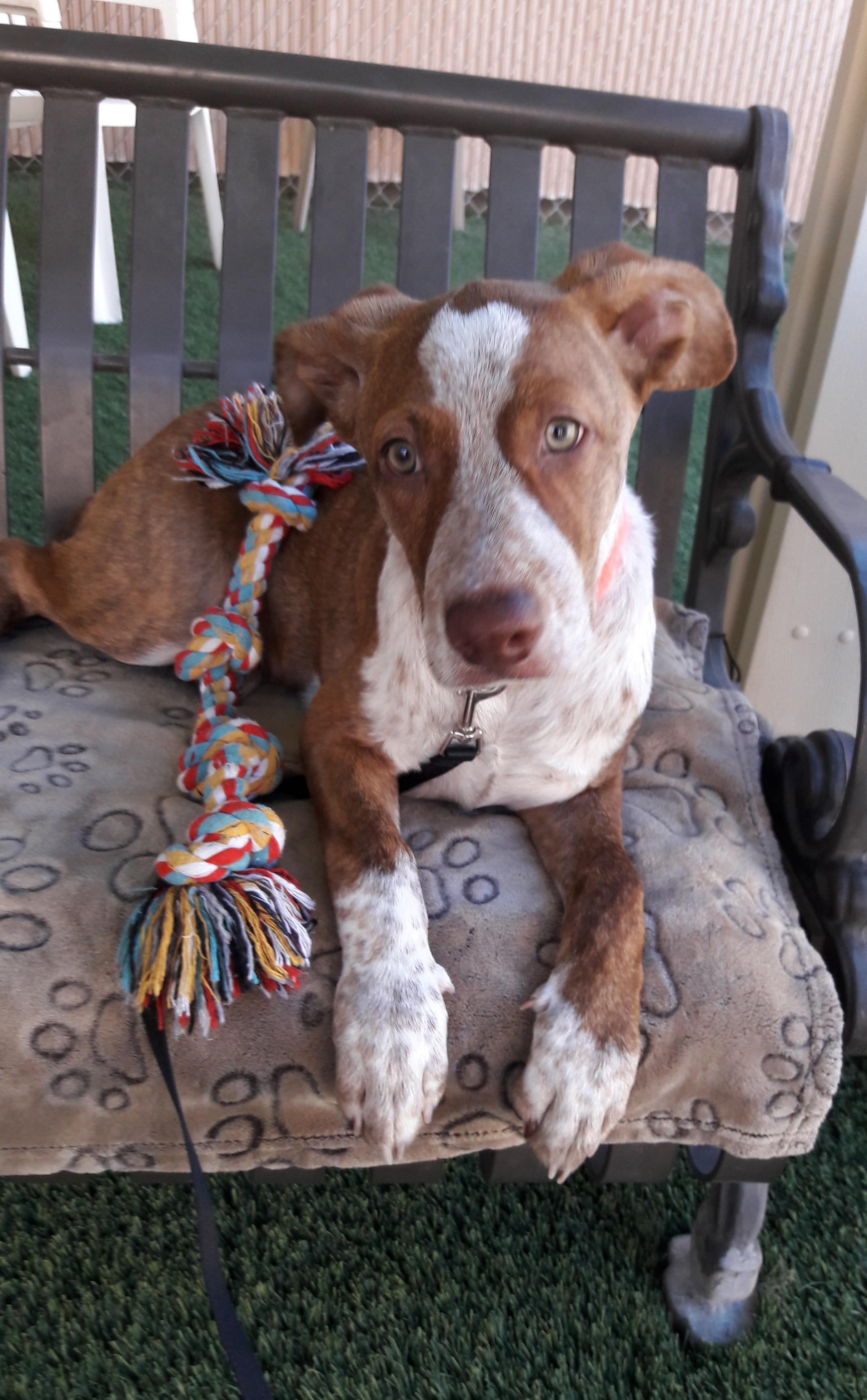 Enlarge Oso, a Adoptable mixed breed in Mesquite, NV image 3/4