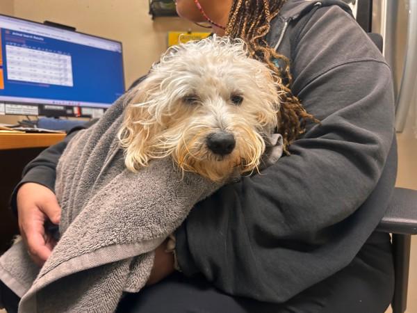 Enlarge Juno, a Adoptable mixed breed in Oceanside, CA image 1/1