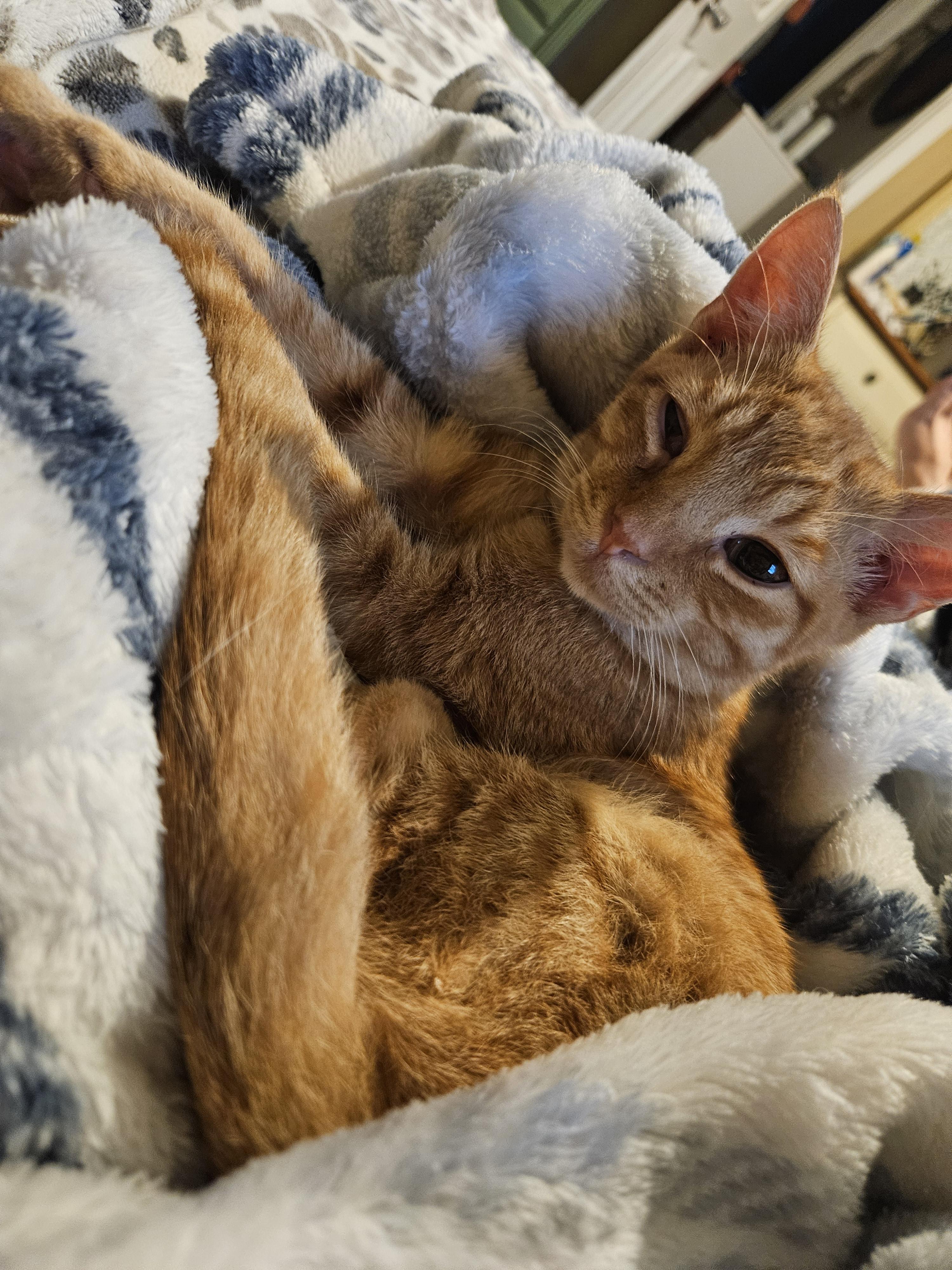 Enlarge Messer, a Adoptable Domestic Short Hair in warrenville, SC image 1/1