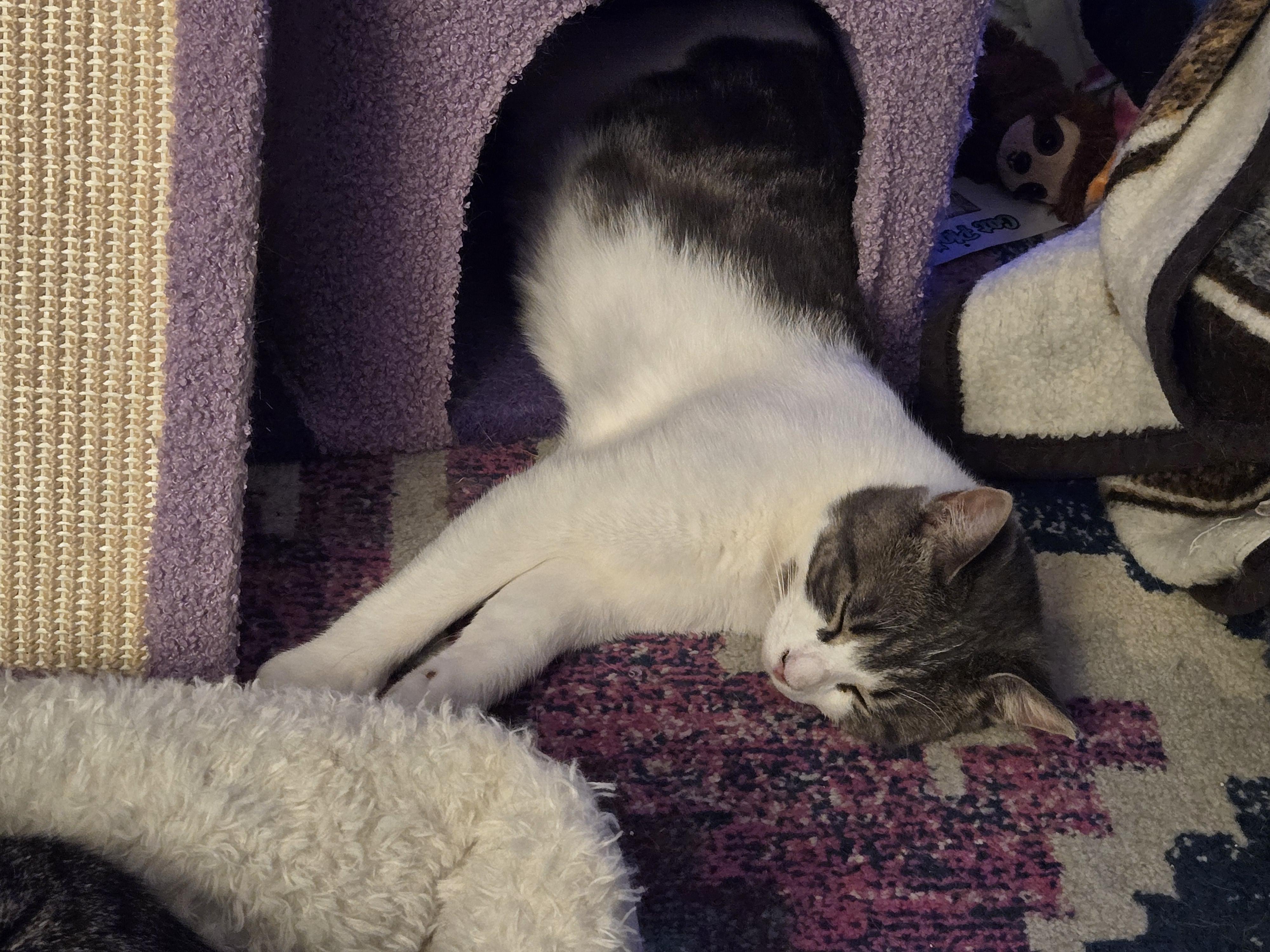 Enlarge Toby, a Adoptable Domestic Short Hair in Philadelphia, PA image 1/3