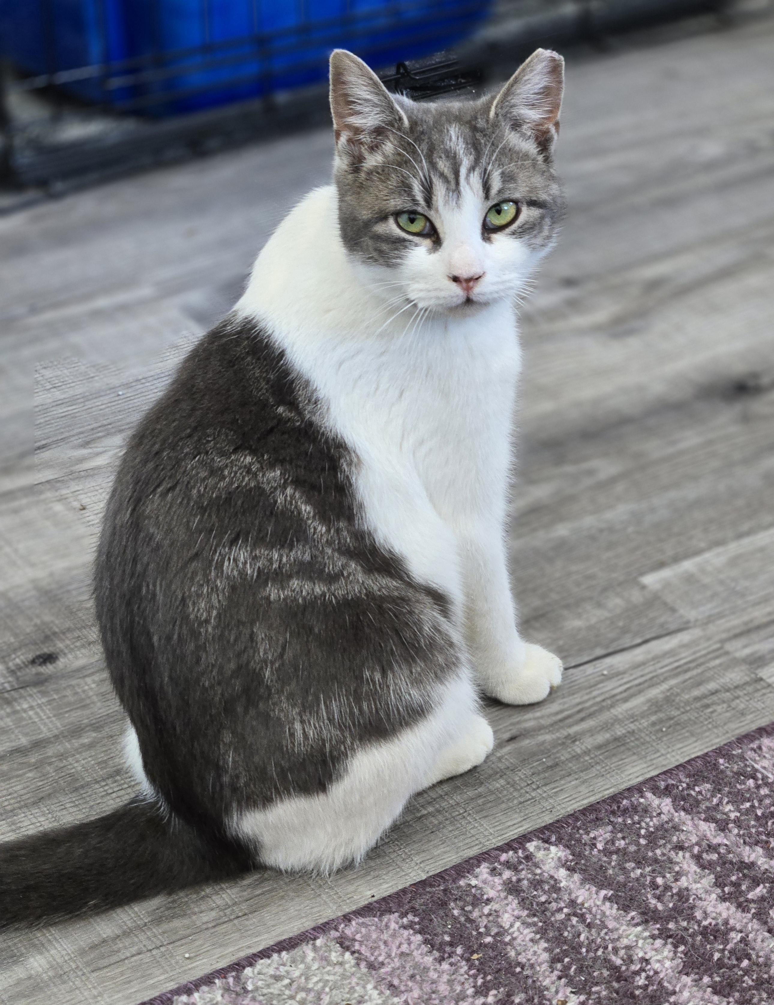 Enlarge Toby, a Adoptable Domestic Short Hair in Philadelphia, PA image 2/3