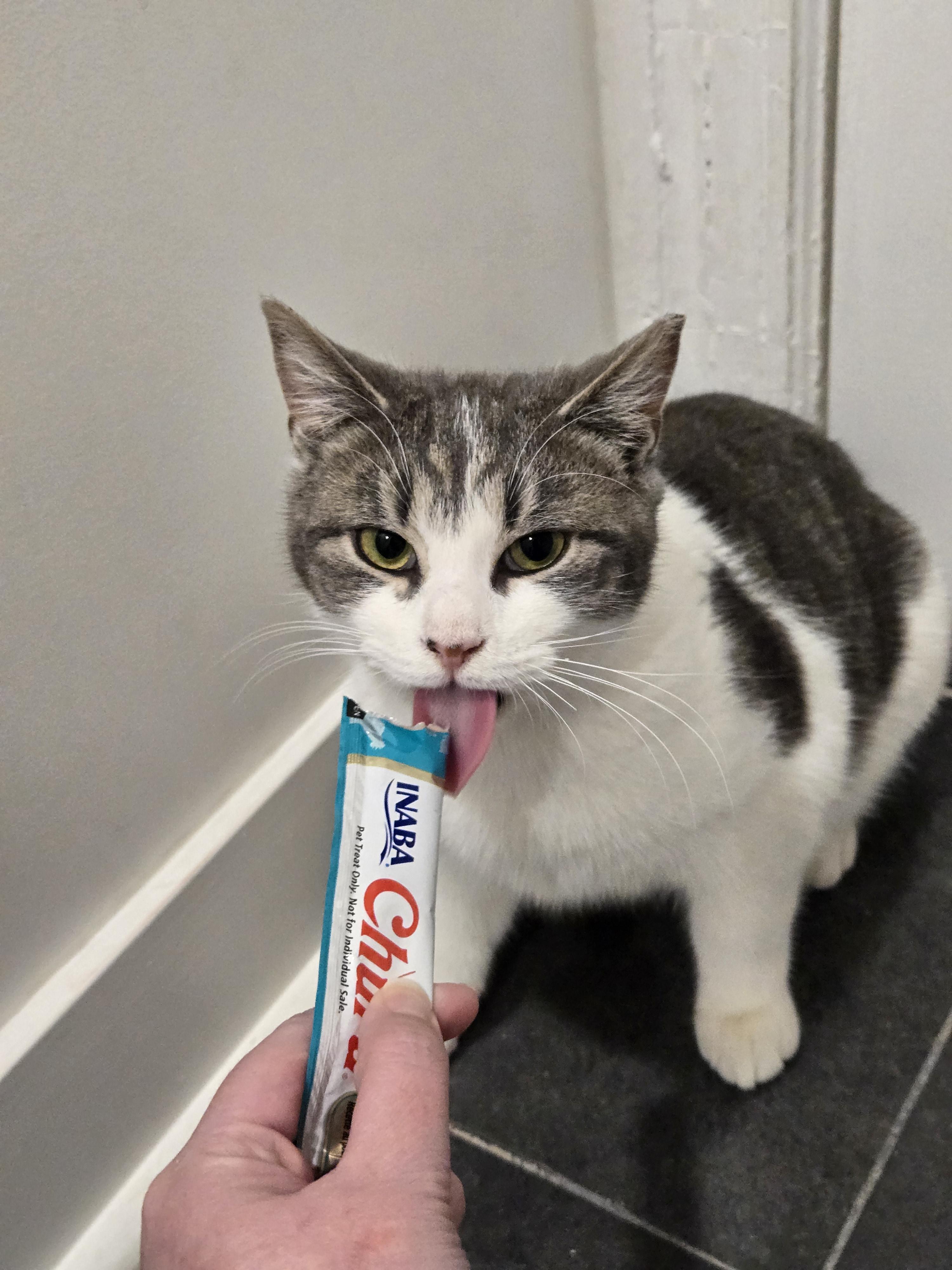Enlarge Toby, a Adoptable Domestic Short Hair in Philadelphia, PA image 3/3