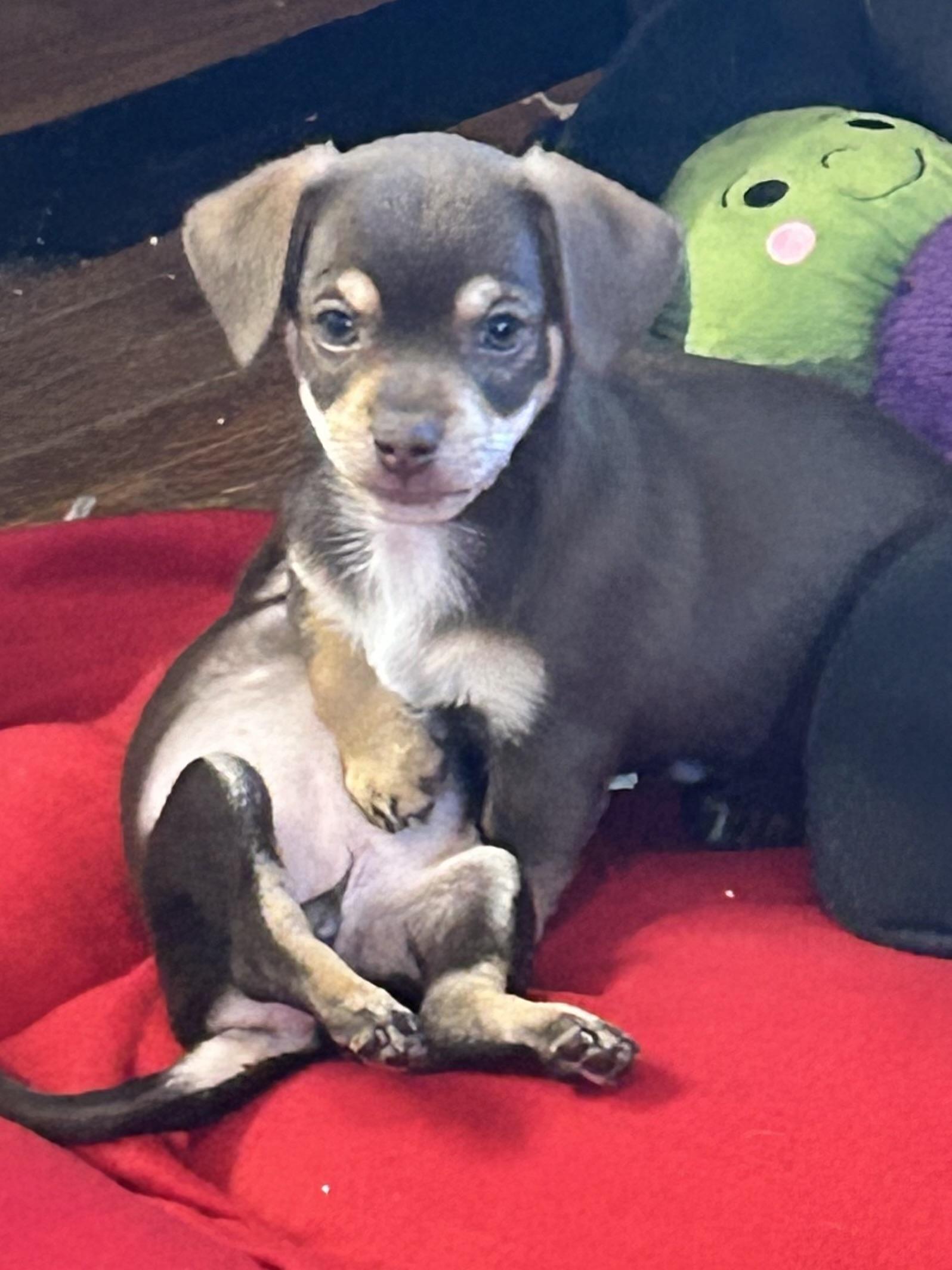Enlarge KOLBY, a Adoptable Chihuahua in Elyria, OH image 5/6