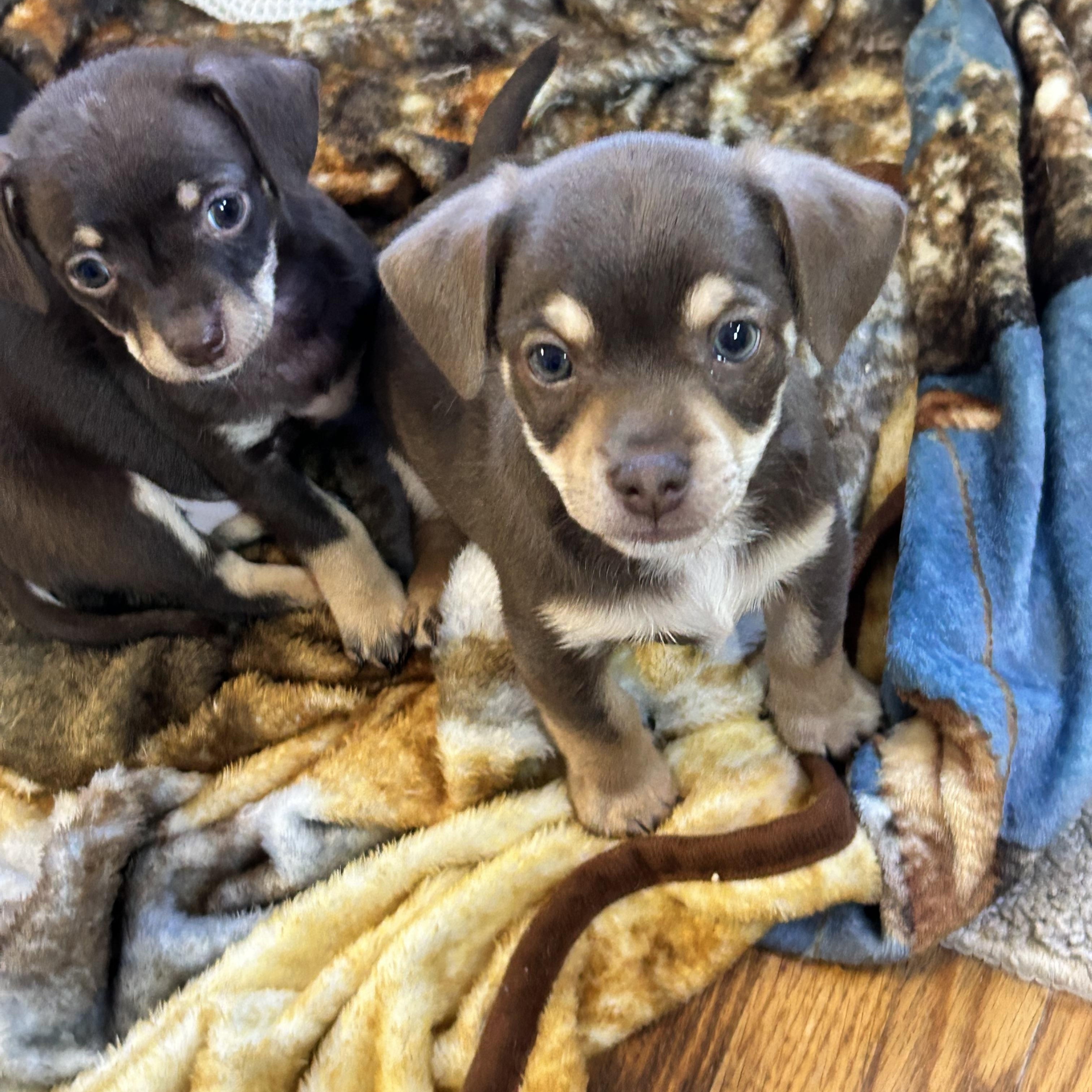 Enlarge KOLBY, a Adoptable Chihuahua in Elyria, OH image 4/6