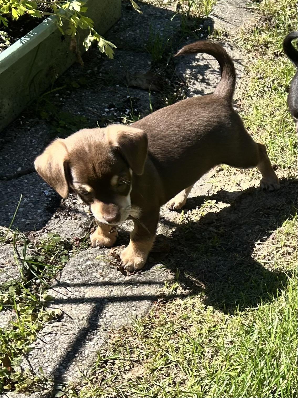 Enlarge KOLBY, a Adoptable Chihuahua in Elyria, OH image 2/6