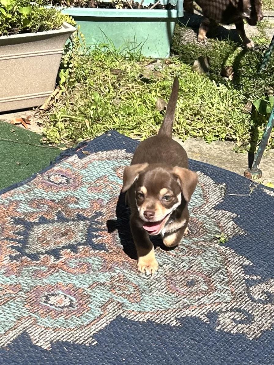 KOLBY, Adoptable, Puppy Male Chihuahua.