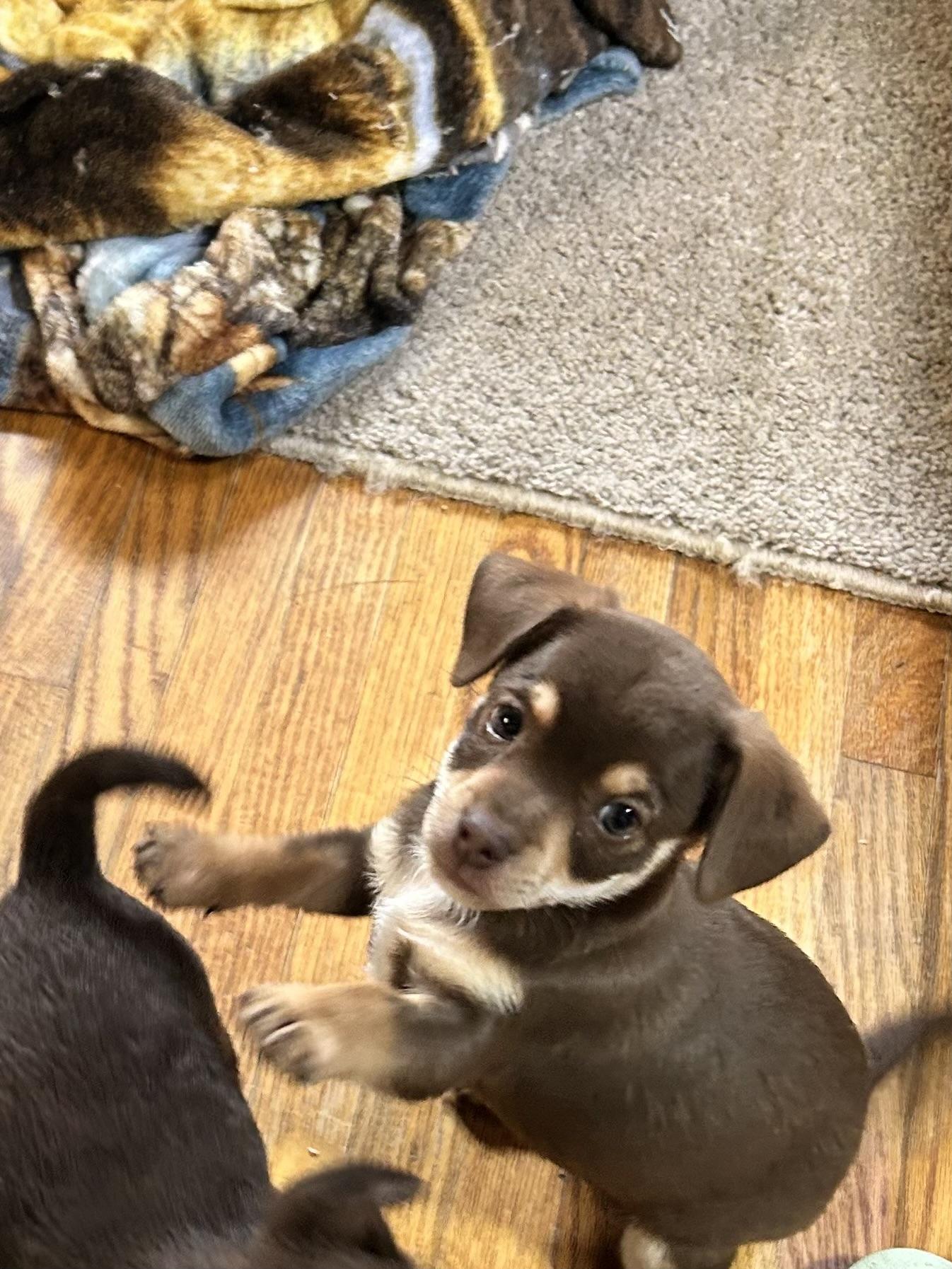 Enlarge KOLBY, a Adoptable Chihuahua in Elyria, OH image 3/6