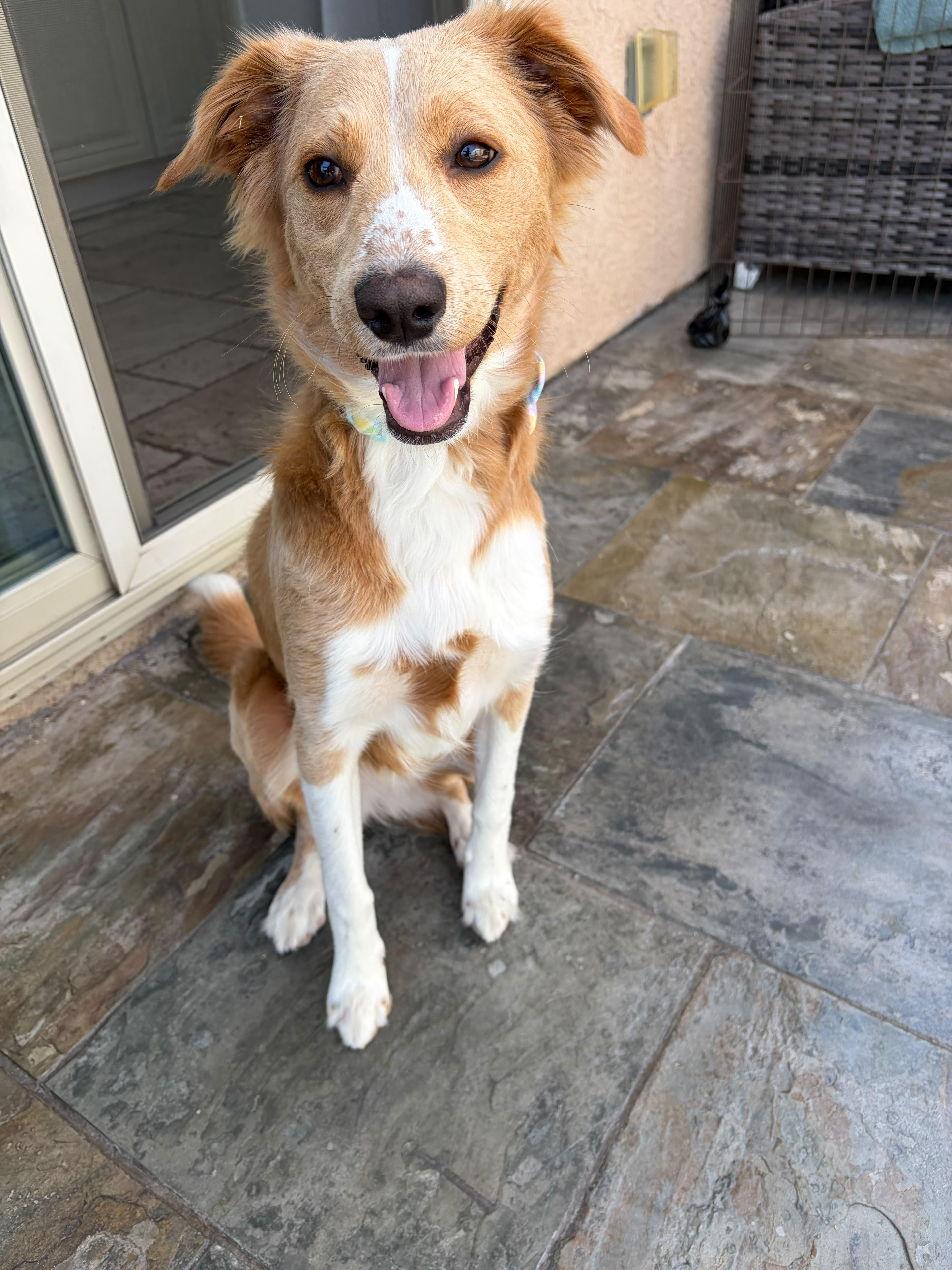 Dollie, an adopted mixed breed in Poway, CA image 4/4
