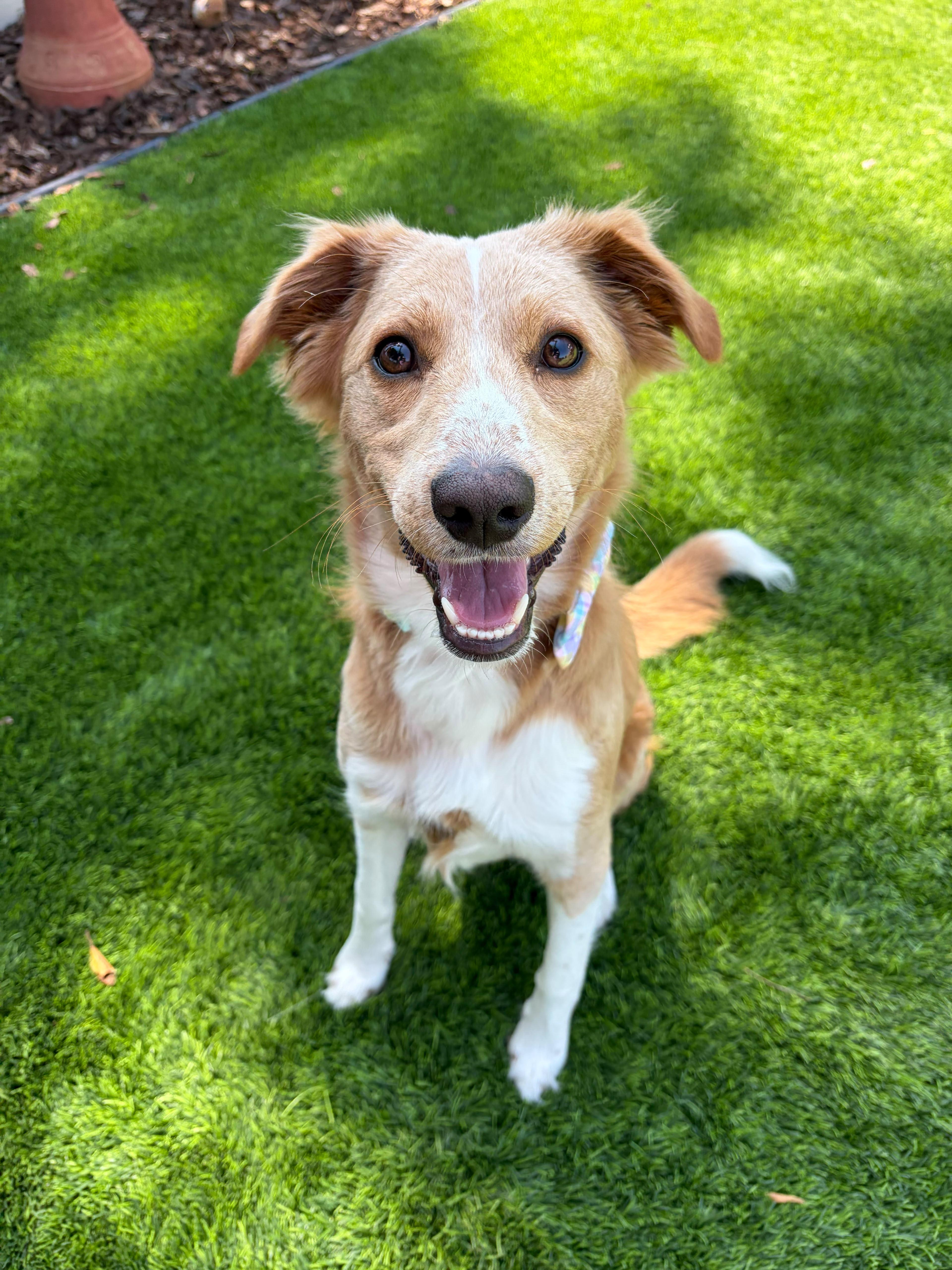 Dollie, an adopted mixed breed in Poway, CA image 3/4