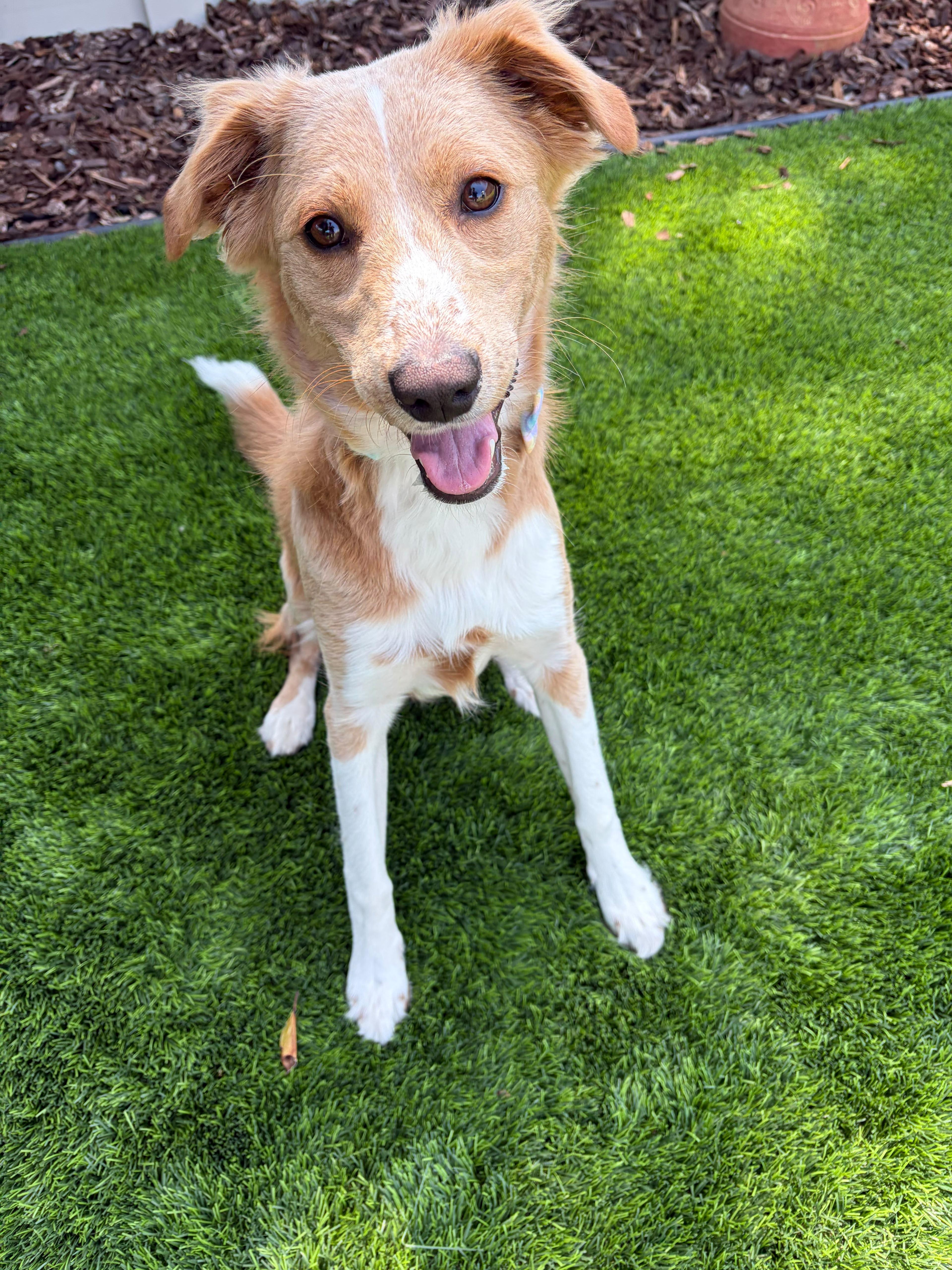 Dollie, an adopted mixed breed in Poway, CA image 1/4