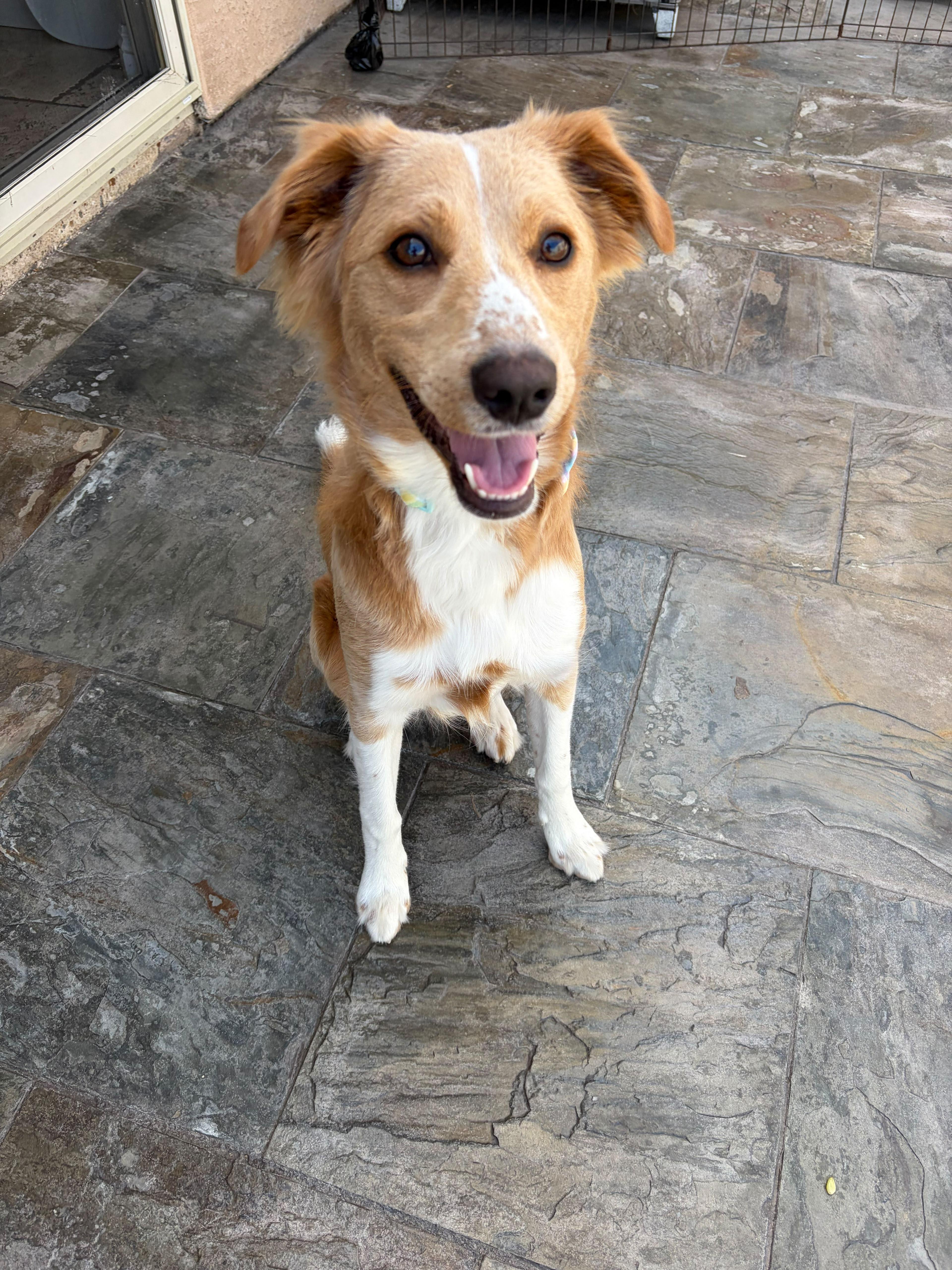 Dollie, an adopted mixed breed in Poway, CA image 2/4
