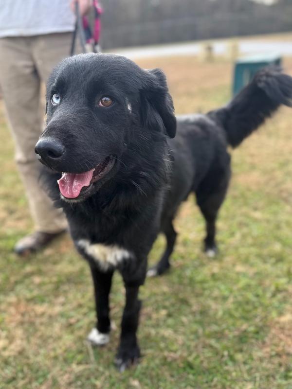 Enlarge Fuzzy 25D-295, a Adoptable mixed breed in Corinth, MS image 1/3