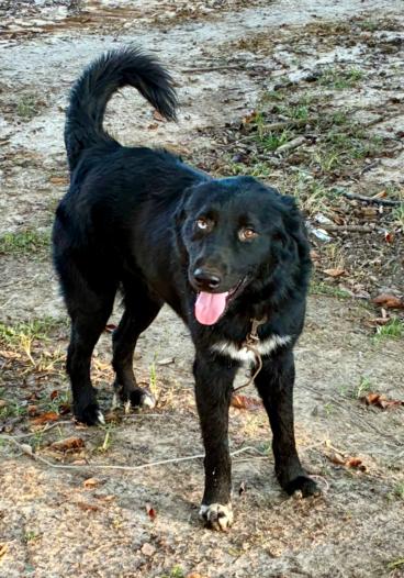 Enlarge Fuzzy 25D-295, a Adoptable mixed breed in Corinth, MS image 2/3
