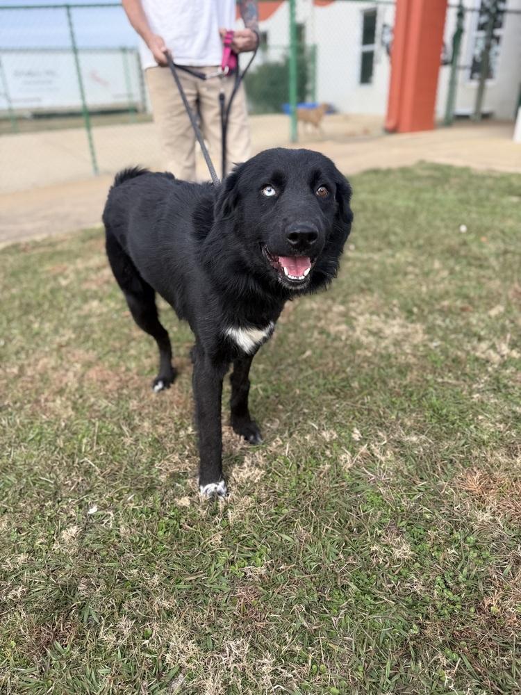 Enlarge Fuzzy 25D-295, a Adoptable mixed breed in Corinth, MS image 3/3
