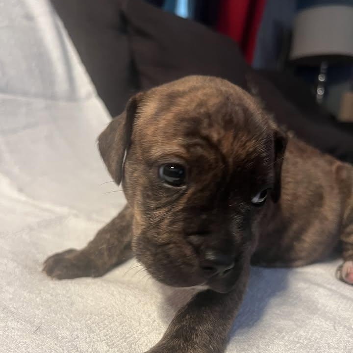 Combs (20260422-01), adopted, Puppy Male American Bulldog.