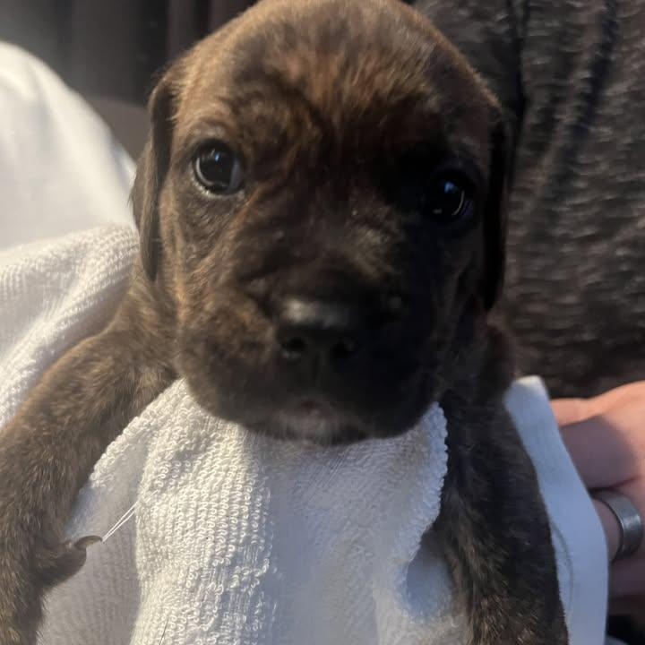 Enlarge Combs (20260422-01), an adopted mixed breed in Thorold, ON image 2/2