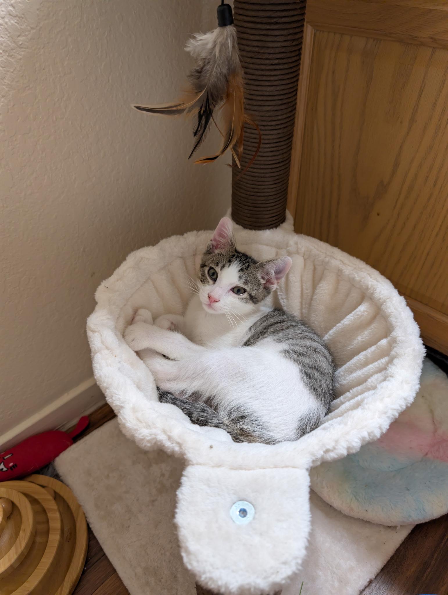 Enlarge Oliver, an adopted Domestic Short Hair in Chandler, AZ image 3/4