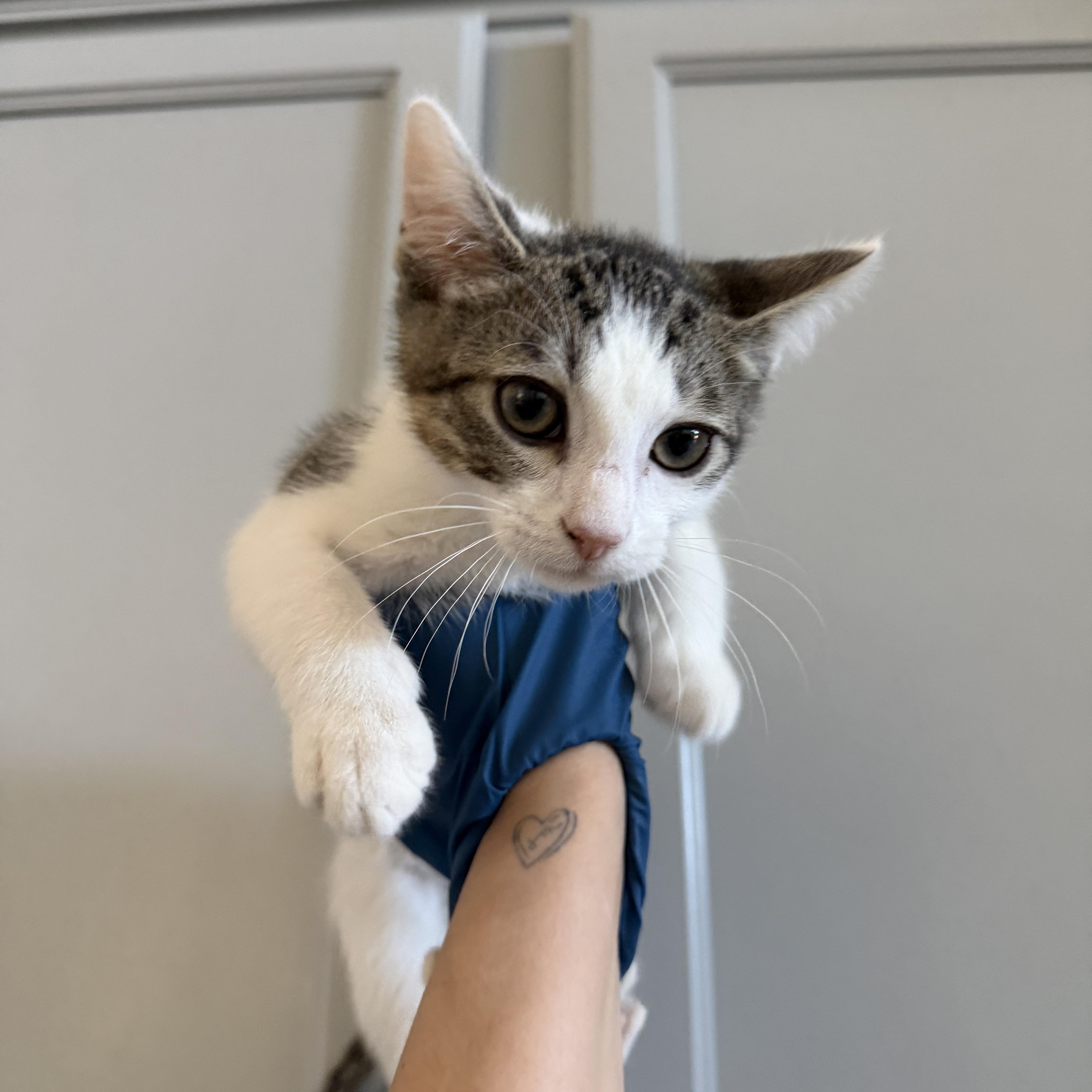 Oliver, adopted, Kitten Male Domestic Short Hair.