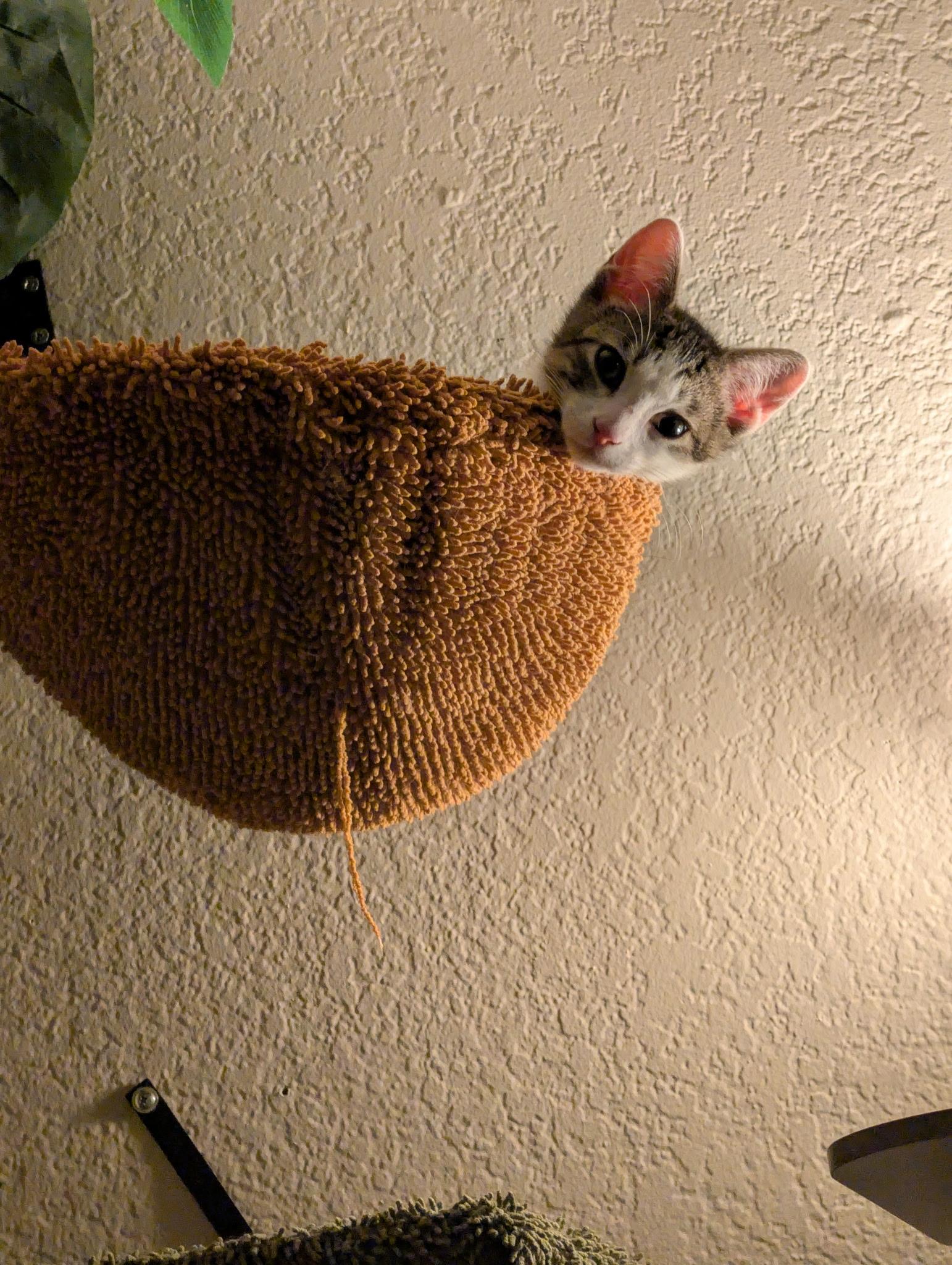 Enlarge Oliver, an adopted Domestic Short Hair in Chandler, AZ image 2/4