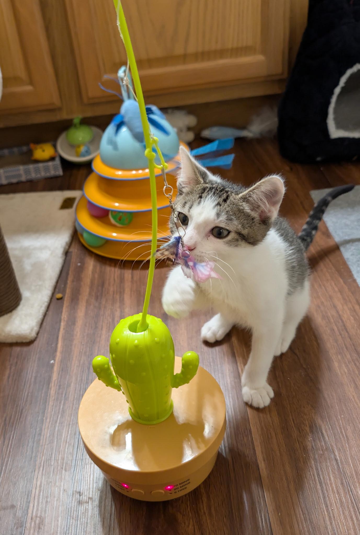 Enlarge Oliver, an adopted Domestic Short Hair in Chandler, AZ image 4/4