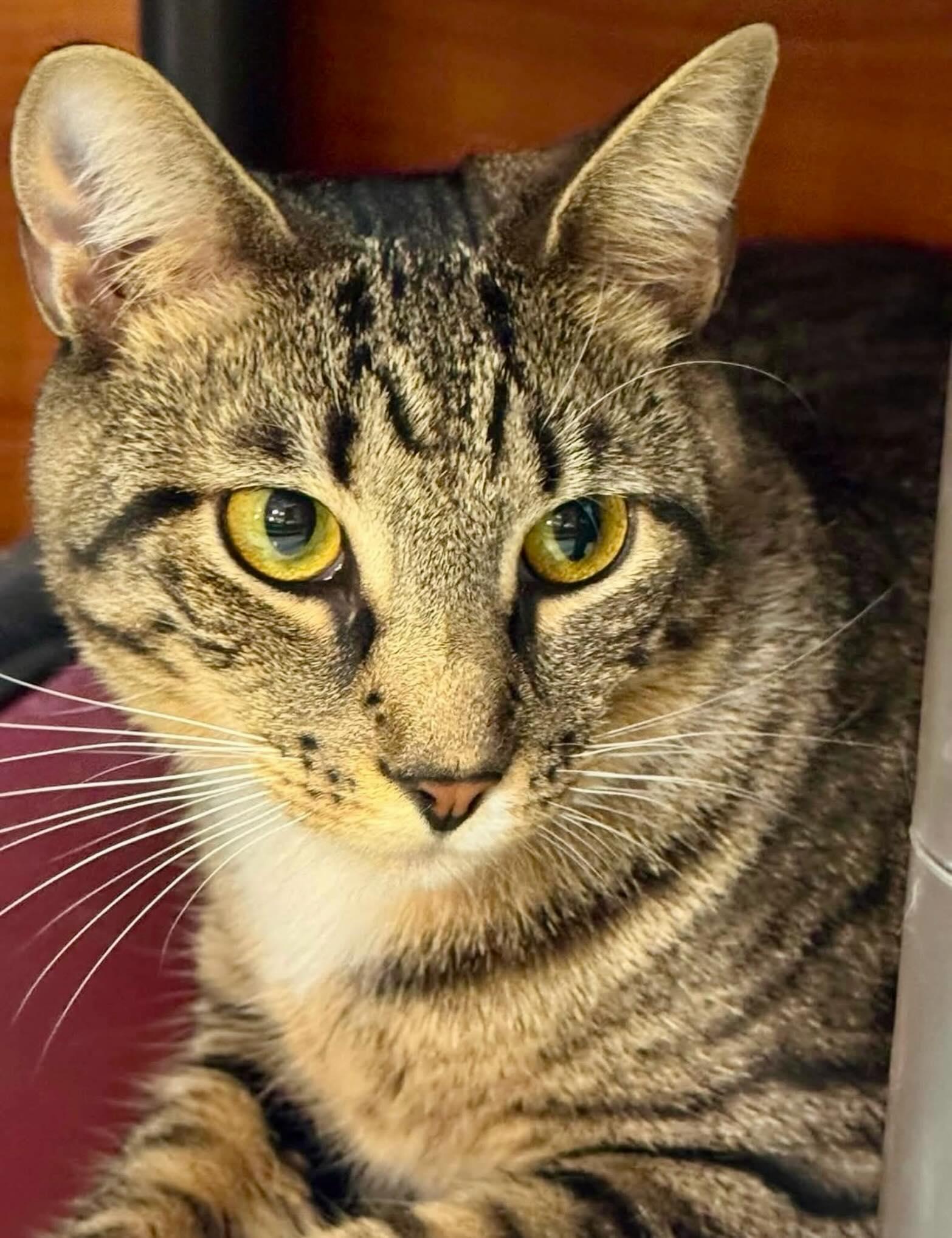 Enlarge Okra, a Adoptable Domestic Short Hair in Fishkill, NY image 1/3