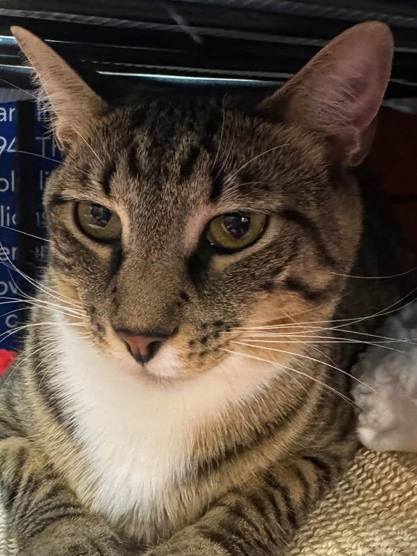 Okra, a Adoptable Domestic Short Hair in Fishkill, NY image 1/3