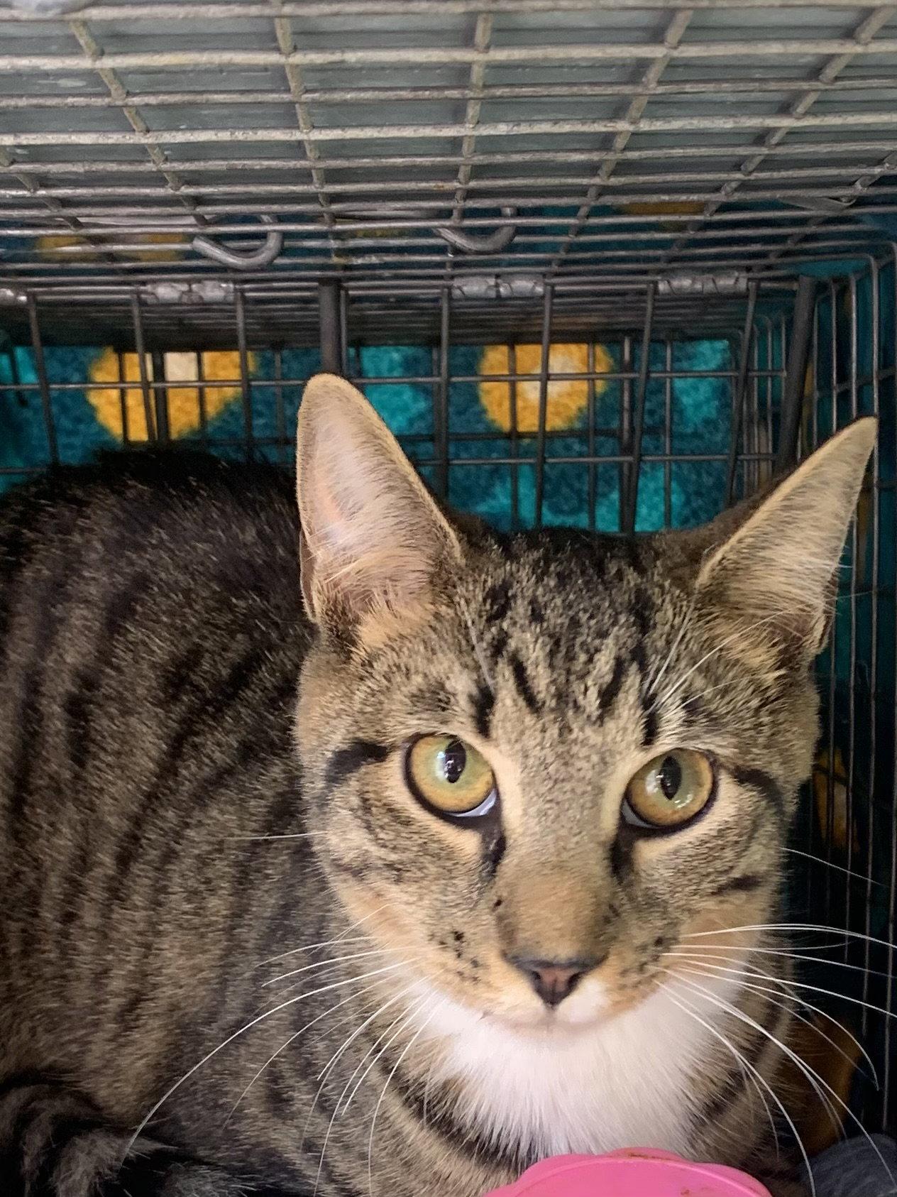Okra, Adoptable, Young Female Domestic Short Hair.
