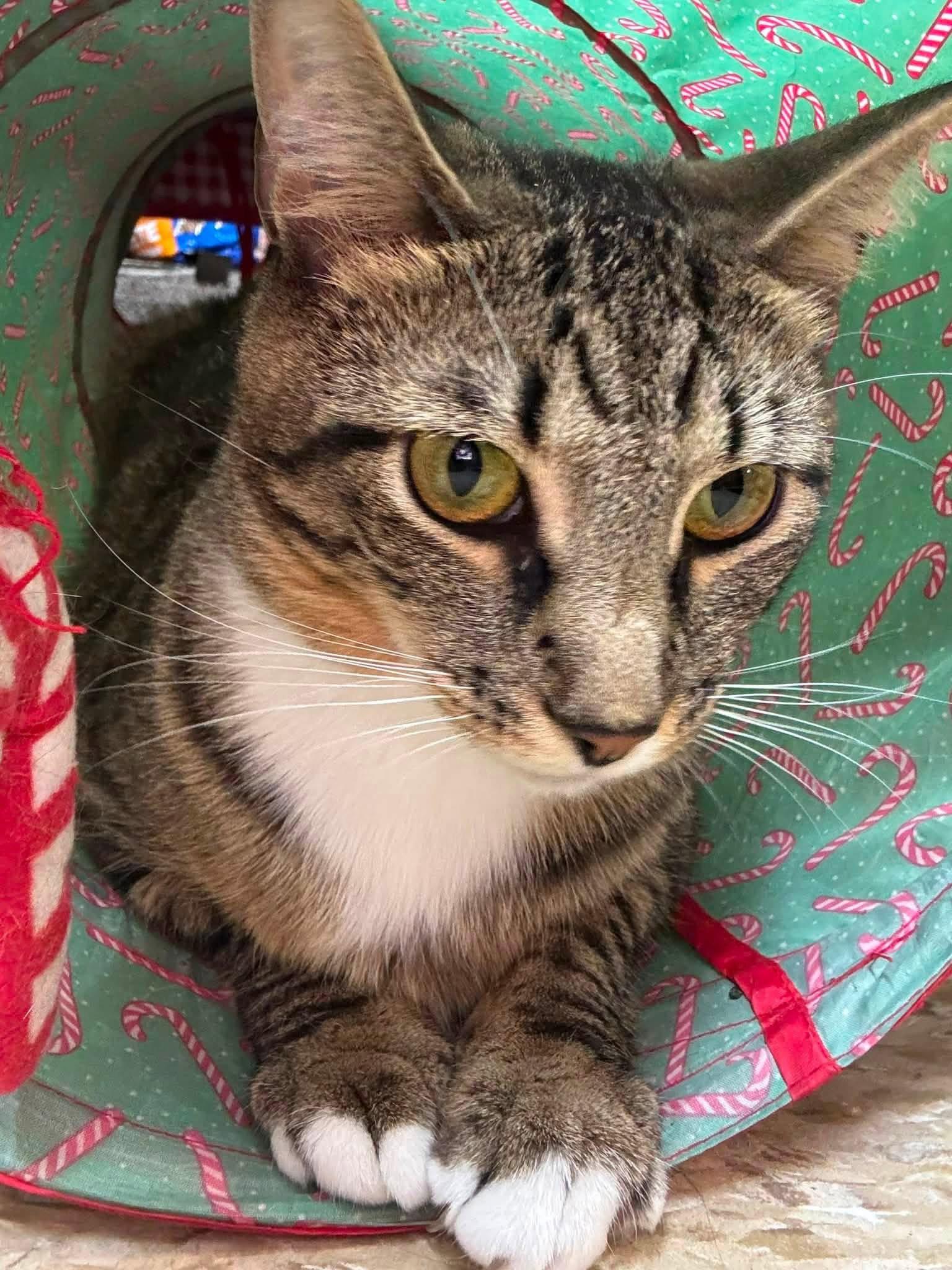 Okra, a Adoptable Domestic Short Hair in Fishkill, NY image 3/3