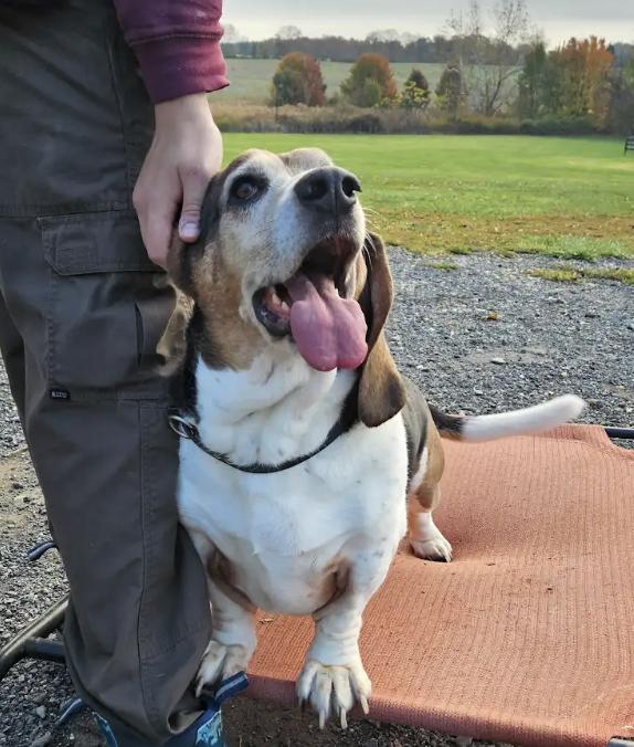 Enlarge Frankie, a Adoptable Basset Hound in Fort Washington, MD image 1/6