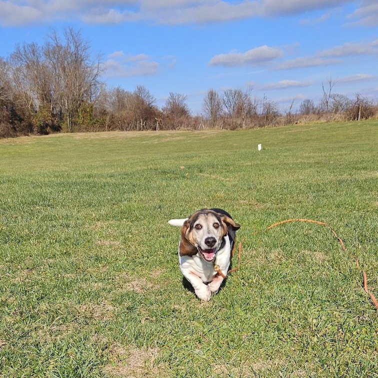 Enlarge Frankie, a Adoptable Basset Hound in Fort Washington, MD image 5/6